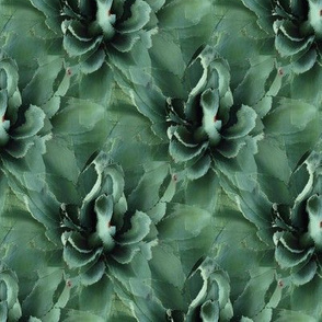 Agave Repeat Play