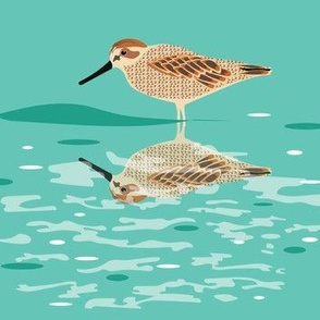 Sandpiper Reflections