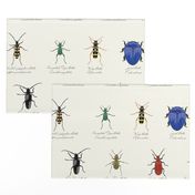 Beetle Specimen Collection