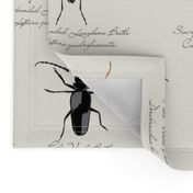 Beetle Specimen Collection