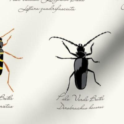 Beetle Specimen Collection