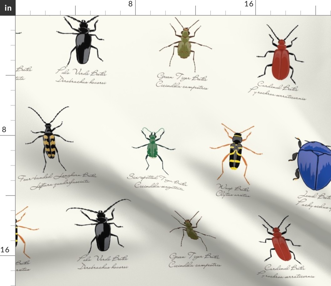 Beetle Specimen Collection