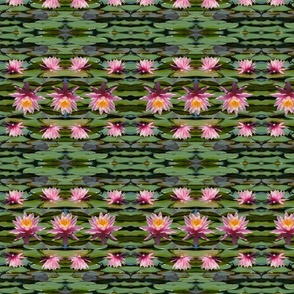 Pink Water Lilies 4176