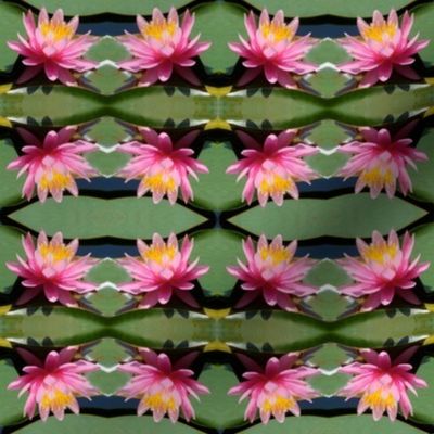 Pink Water Lilies 4173