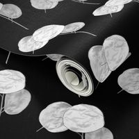 black and white-silver dollar plant