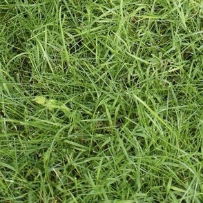 grass_1-ed