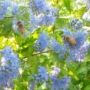 Bees and blue flowers