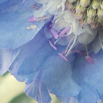 Pin Cushion Flower