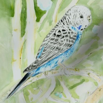 Blue Parakeet 2