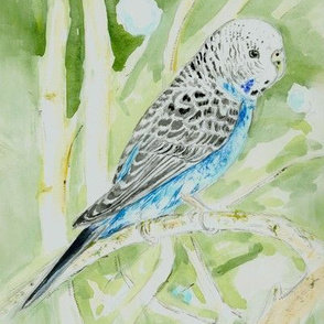 Blue Parakeet 2