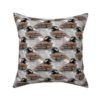 Hooded Merganser duck