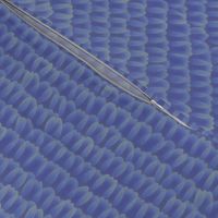 butterfly scales - Karner blue