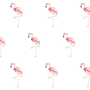 Flamingos_3