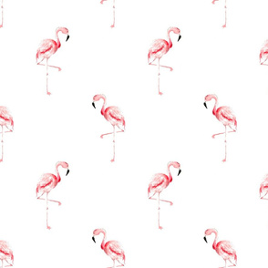flamingos_2