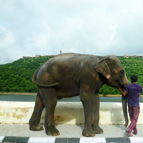 Elephant going to Amber Fort, Jaipur