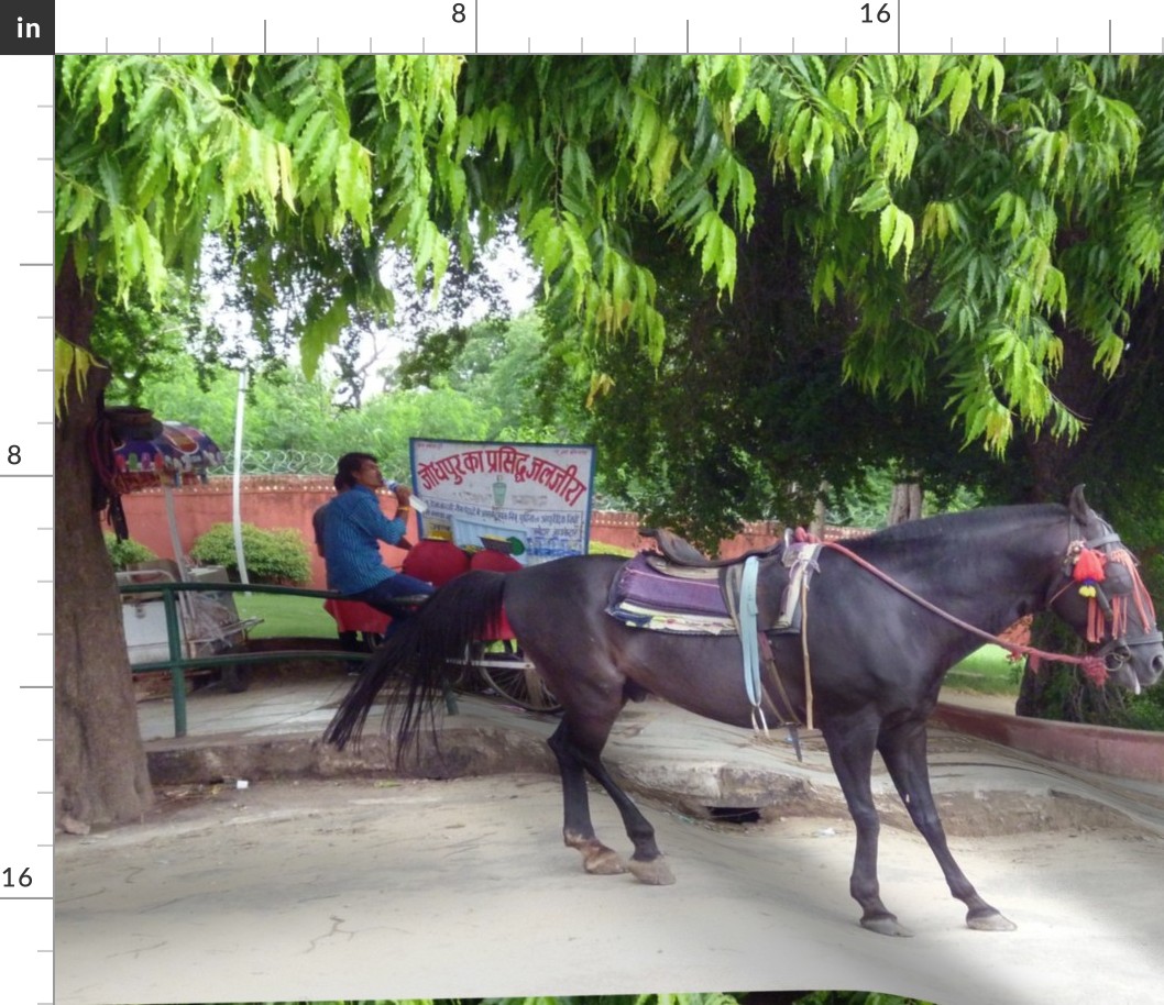 Horse in Jaipur