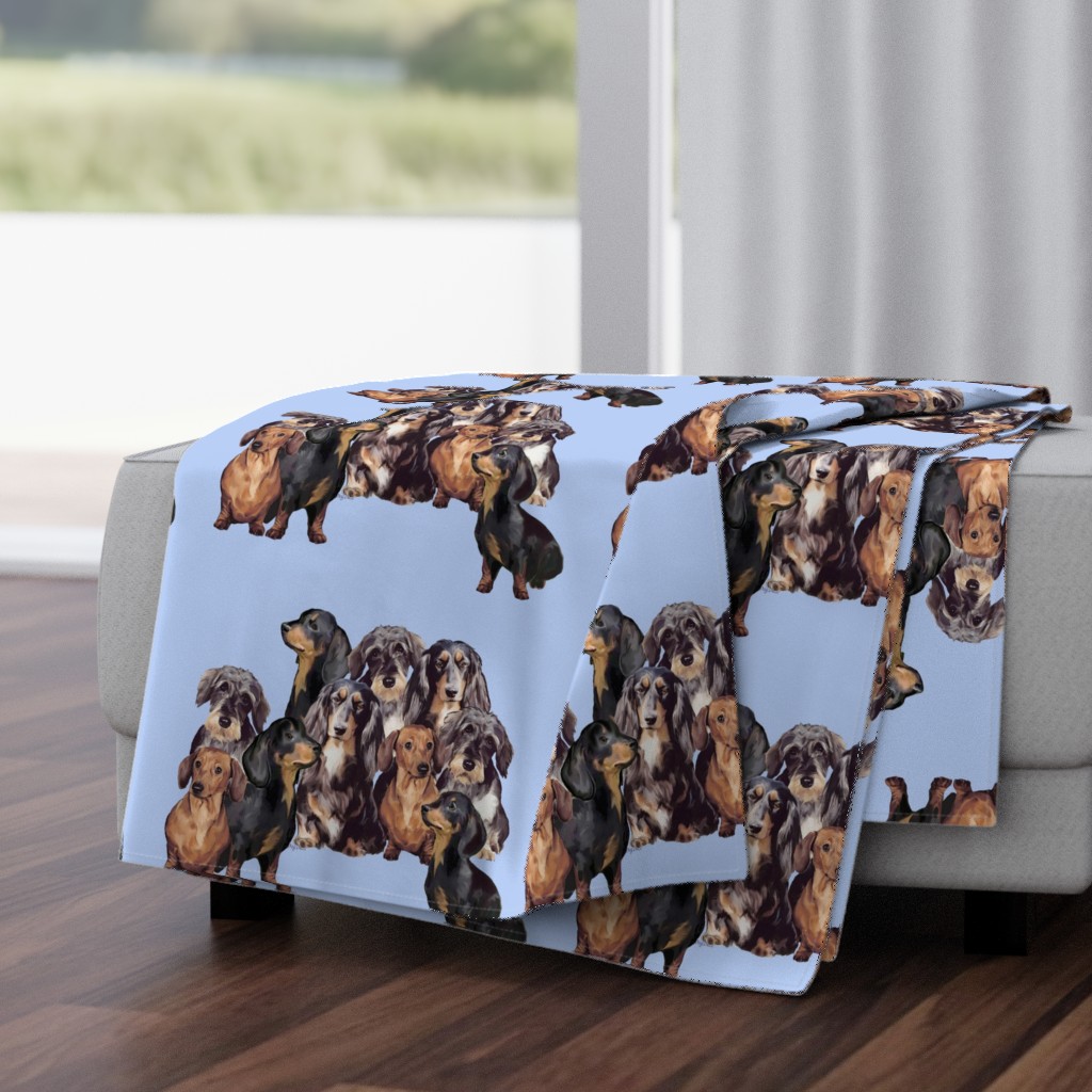 dachshunds_in_blue