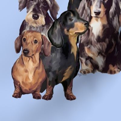 dachshunds_in_blue