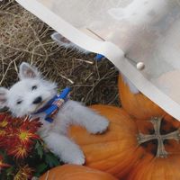 Westie n pumpkin