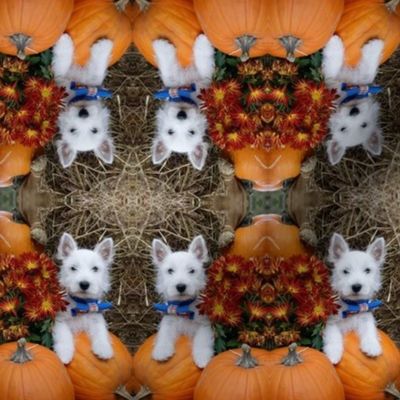 Westie n pumpkin