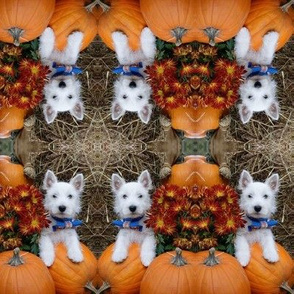 Westie n pumpkin