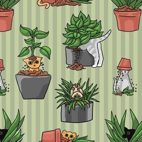 Potted Cats