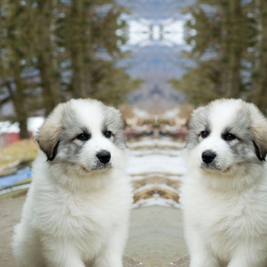 Great Pyrenees Puppy