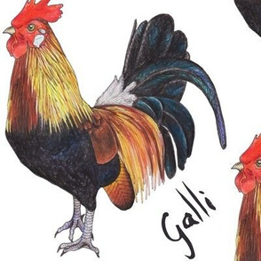 Rooster - Galli