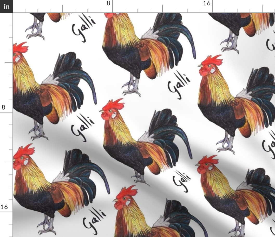 Rooster - Galli