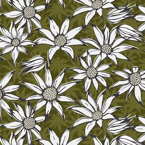 Flannel flowers (dark version)