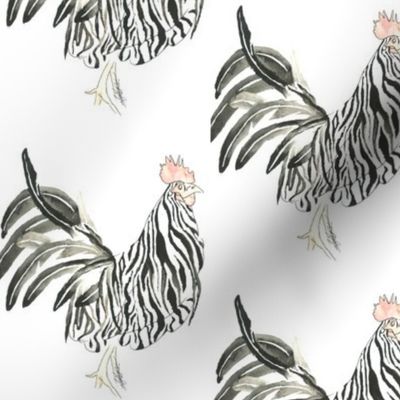 Zebra Rooster