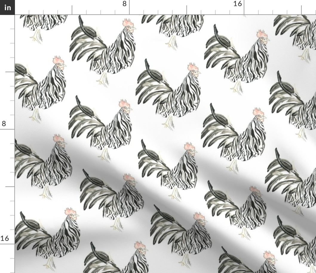 Zebra Rooster