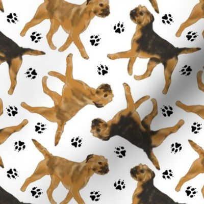 Trotting Border Terriers and paw prints - white