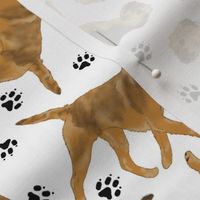 Trotting Border Terriers and paw prints - white