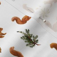 Squirrel Scattered on White // small