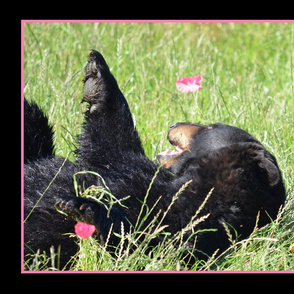 Black Bear Frolicking In Poppies Pan