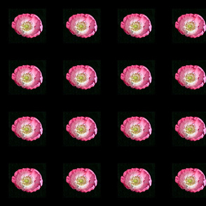 Pink Poppy on Black (7-110)