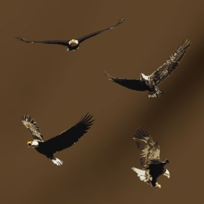 Four Flying Bald Eagles