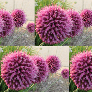 purple puffs