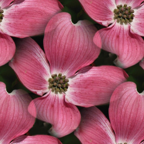 pink_dogwood