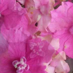 Pink Hydrangea