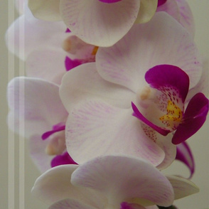 Orchid 2