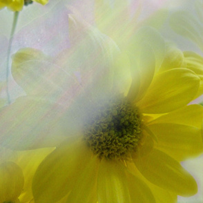 Sunbeams on Flowers