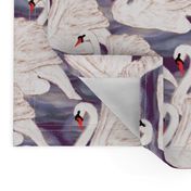 swans in violet