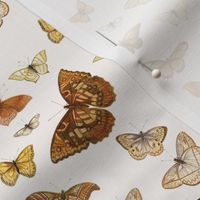 Butterfly Mustard Beige // small