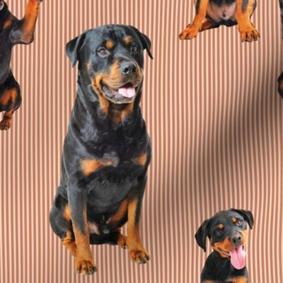 Rottweiler (Orange/Rust)