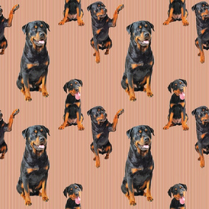 Rottweiler (Orange/Rust)