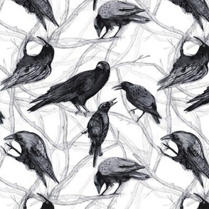 Crows