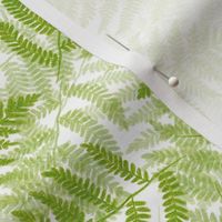 ferns on white