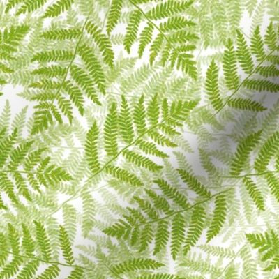 ferns on white